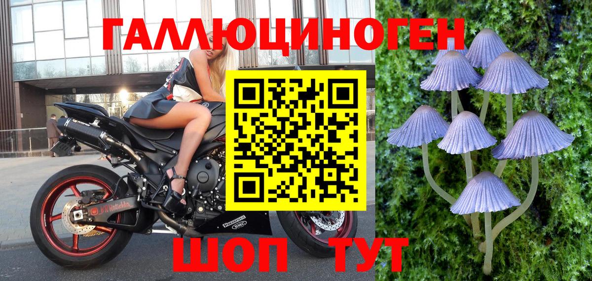 Галлюциногенные грибы Cubensis  Псилоцибиновые грибы Psilocybine cubensis  Клин  Вход с VPN 